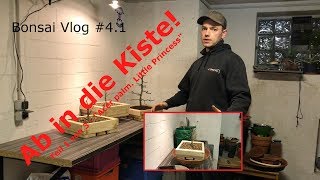 Ab in die Kiste Teil 1 von 3  Ahorn Acer palmatum quotLittle Princessquot  Bonsai VLog  41 [upl. by Anuahsat]