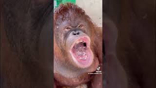 Don’t laugh 😂 comedy funny laughing akrobeto pet agribusiness animals [upl. by Niatirb]