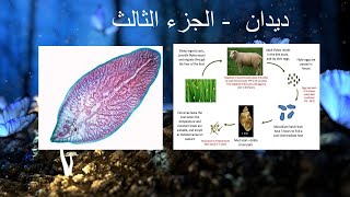 فحص البراز الكامل parasitology 4 [upl. by Ettie509]