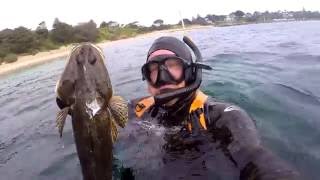 Spearfishing Southern Australia Portsea July 8 2016 [upl. by Bass]