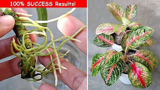 3 EASIEST Ways To Propagate Aglaonema Plant [upl. by Drawde]