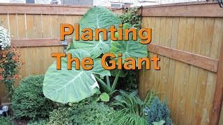 Planting a Giant Colocasia Gigantea Thailand Giant [upl. by Lain]