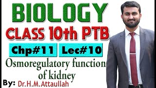 Osmoregulatory function of kidney  Chapter  11  Biology Class 10th Lec  10 [upl. by Michelina]