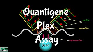 Quantigene Assay  Single Plex Asaay  Multiplex Assay  Quantigene 20  Branched DNA Assay [upl. by Suiramad842]