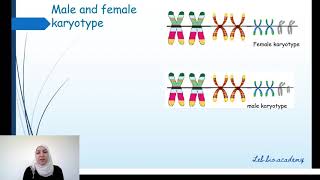 Karyotype and criteria to classify chromosomes [upl. by Figueroa221]