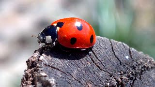 Coccinella septempunctata ladybug [upl. by Vanna]