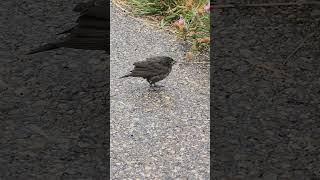 Young fledgling cow bird feeding on ants griffithwoods park yyc calgary alberta birding [upl. by Rube524]