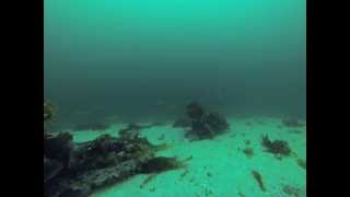 Norwegia dorsze pod wodą cod under water gopro 2013 [upl. by Cecily178]