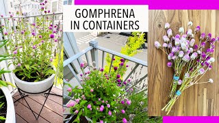 Grow Gomphrena in Containers  GLOBE AMARANTH  Balcony Deck Gardening [upl. by Delia]