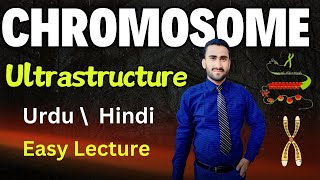 Ultrastructure of Chromosomes  Nucleosome  Histone Proteins  Shahzad Rasool Urdu lecture [upl. by Yetnom247]