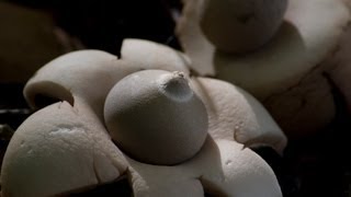 Les champignons Documentaire [upl. by Auqeenwahs834]