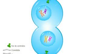 🦠🦠 meiosis explicacion facil 🦠🦠 [upl. by Ellerey]