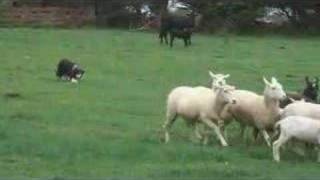 Border Collie Herding Sheep [upl. by Irbua53]