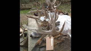 ANTLER REPAIR  DEER or ELK  Video 2 of 2 [upl. by Naiva]