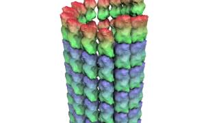 How a Microtubule Builds and Deconstructs [upl. by Kostman873]