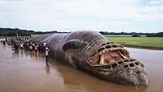 Ces nouvelles découvertes terrifiantes dans la jungle amazonienne effraient les scientifiques [upl. by Perloff]