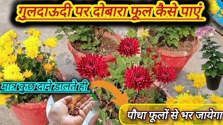 गुलदाऊदी के पुराने पौधो पर दोबारा फूल कैसे ले Guldaudi Plant Care tips amp fertilizer 👌 [upl. by Tymes]