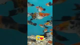 calico shoretel fish 😱❤️🌏 youtubeshorts fish fishtank shortsvideo trending shorts tiktok [upl. by Brennen827]