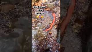 Giant Red Leech Eating Earthworm 🪱🪱😲😲😲 [upl. by Acirret]