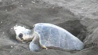 Playa Ostional  Olive Ridley Lepidochelys olivacea sea turtle digging a nest [upl. by Naihr]