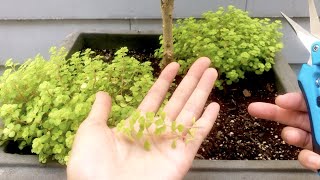 Sedum Makinoi Ogon Propagation Attempt [upl. by Thalassa]