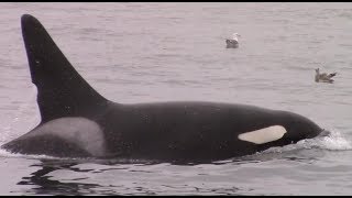 42518 Orca  Killer Whales [upl. by Sullecram]