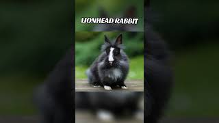 Lionhead Rabbit rabbit bunny rabbitry houserabbit livestockfarming pets rabbitfarming [upl. by Adiesirb]