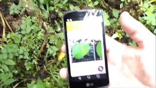 Plantnet Plant Identification App Review Plant ID App TestDoes it Work [upl. by Ty]