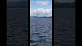 Orcas spotted in the Firth of Lorn  filmed by Oban Sea Tours [upl. by Marlon]