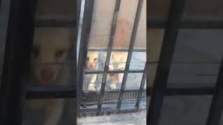 Perritos malvados encarcelados VIDEO OFICIAL  Adulto Bonito [upl. by Deach]