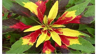 How to grow Amaranthus Tricolor Summer Poinsettia from Seeds  Part 1 [upl. by Imre]