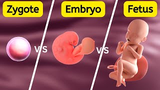 Zygote Embryo Fetus  How Gestational Age is Measured [upl. by Eadahc775]