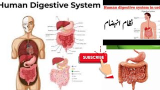 Digestive system  Exam preparation to the point [upl. by Ojimmas]