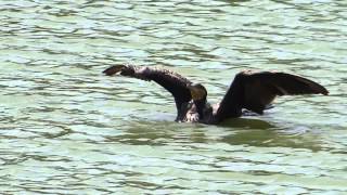 Large Cormorant bird taking bath   Great Cormorant  Phalacrocorax Carbo [upl. by Mariandi635]