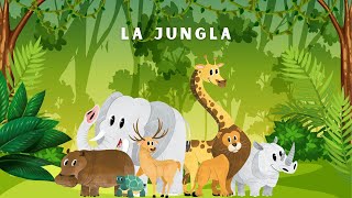 Ecosistemas La Jungla Video Educativo Animado [upl. by Oneida]