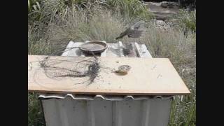 How to Make a Bird Trap  that actually works [upl. by Arakihc]