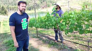 Viticultura Enologia e Ecoturismo na Fazenda Bagadá em São Roque [upl. by Kcirnek]