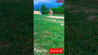 Cricket live  cricket tik tok new shorts Top 1 shorts play [upl. by Hume475]