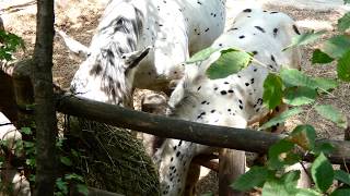 Noriker Equus przewalskii f caballus Tiergarten Zoo Schönbrunn – Anlage Pferd Equus Gehege fz82 [upl. by Gredel]