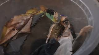 this is me feeding my black lace Weaver amurobius farox [upl. by Beverie]