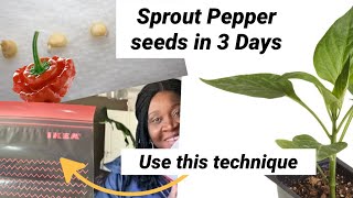 Germinate Pepper Seeds Using Paper Towel Method Sprout Pepper Seeds Fast [upl. by Adrian]