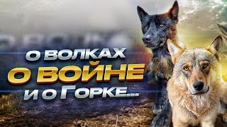 О волках О войне И о Горке… [upl. by Eillom]