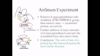 Anfinsen experiment [upl. by Garceau630]