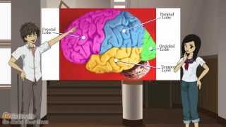 The 4 Lobes of the Brain What They Are and What They Do [upl. by Aivil]