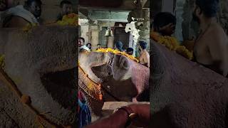 Ever growing  YAGANTI Basavannashorts youtubeshorts shortsvideo [upl. by Pleione]