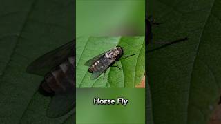 Horsefly 😯 [upl. by Malek672]