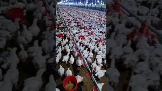 environmental control poultry farm [upl. by Ahsenit]