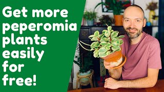 Propagate Peperomia Obtusifolia EASILY [upl. by Nicolau325]