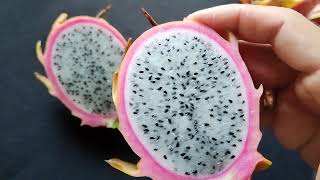 Pitahaya quotPeruvianusquot [upl. by Nyram]