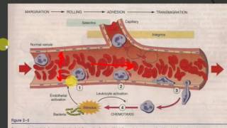 PATHOLOGY LECTURES  INFLAMMATION  Part 2  ACUTE INFLAMMATION initial events [upl. by Ayotahs]